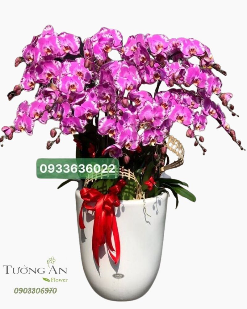  Chậu 15 Cành lan Hồ Điệp - S867 