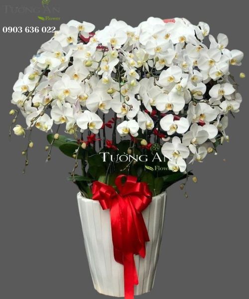 Chậu 15 Cành Lan Hồ Điệp Trắng