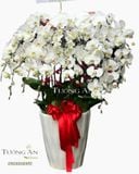  Chậu 15 Cành lan Hồ Điệp Trắng - S895 