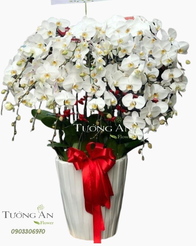  Chậu 15 Cành lan Hồ Điệp Trắng - S895 