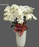  Chậu 15 Cành Lan Hồ Điệp Trắng - S963 