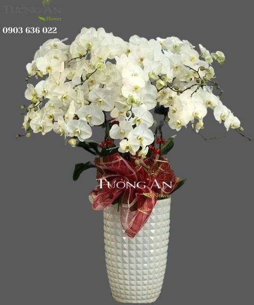 Chậu 15 Cành Lan Hồ Điệp Trắng