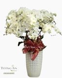  Chậu 15 Cành Lan Hồ Điệp Trắng - S963 