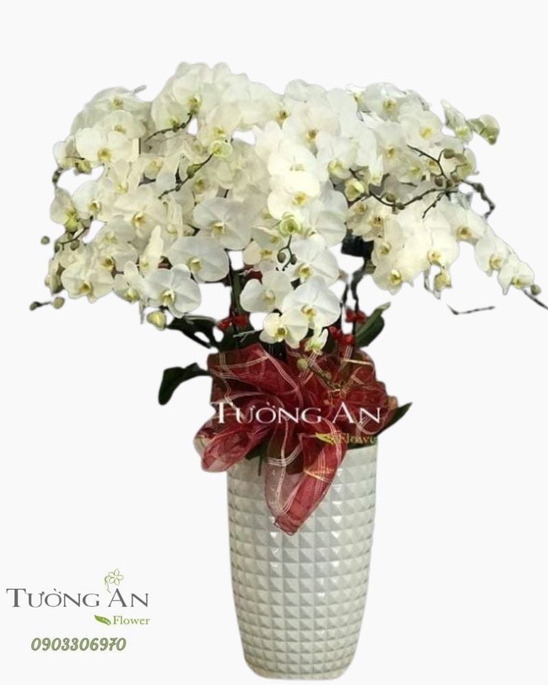  Chậu 15 Cành Lan Hồ Điệp Trắng - S963 