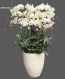  Chậu 15 Cành Lan Hồ Điệp Trắng - S968 