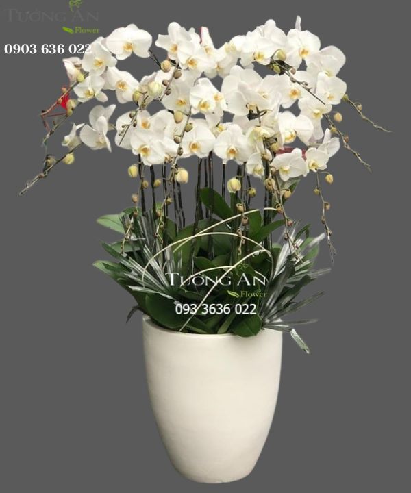  Chậu 15 Cành Lan Hồ Điệp Trắng - S968 