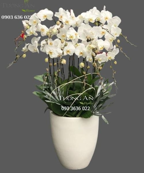 Chậu 15 Cành Lan Hồ Điệp Trắng