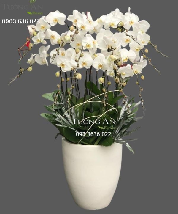  Chậu 15 Cành Lan Hồ Điệp Trắng - S968 