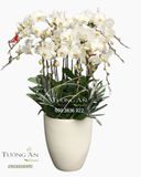  Chậu 15 Cành Lan Hồ Điệp Trắng - S968 
