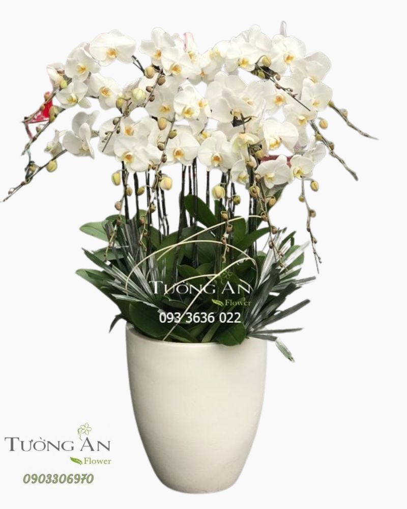  Chậu 15 Cành Lan Hồ Điệp Trắng - S968 