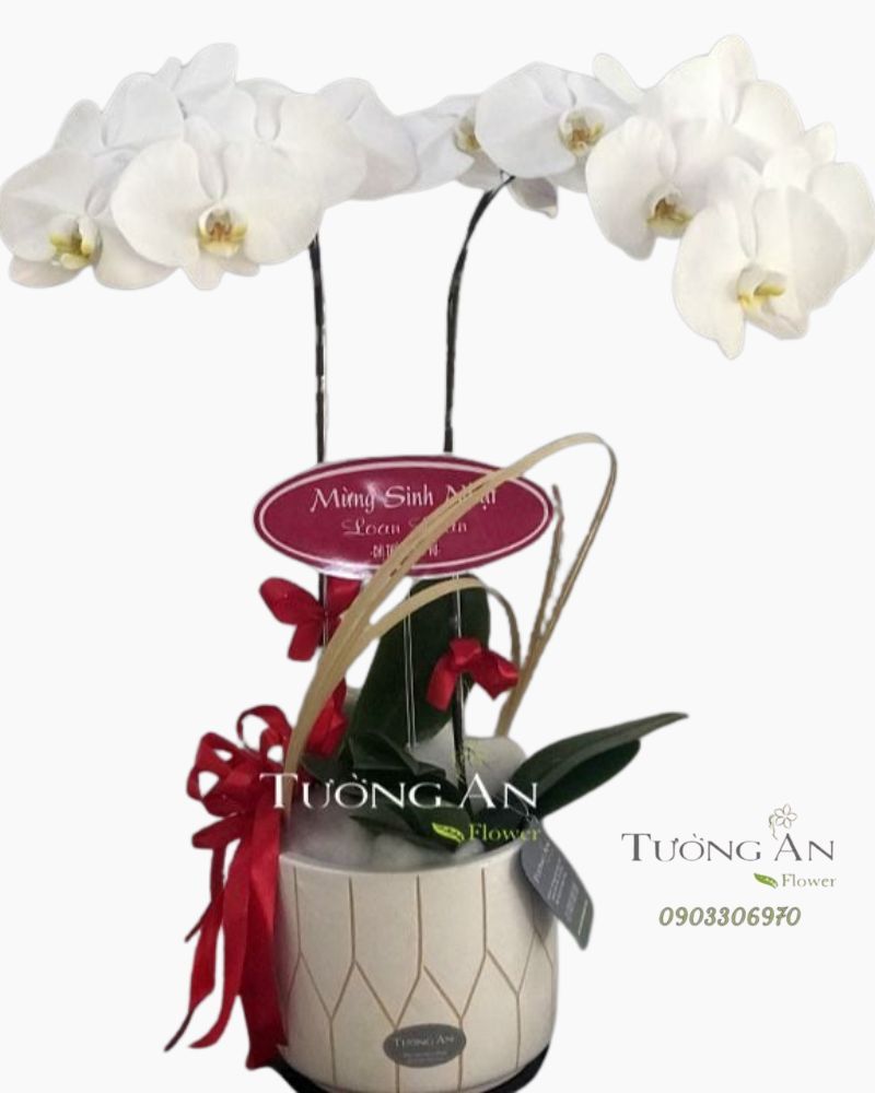  Chậu 2 Cành Lan Hồ Điệp Trắng - S814 