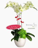  Chậu Lan Hồ Điệp  3 Cành - S984 