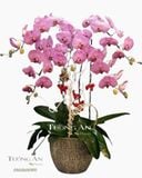  Chậu 5 Cành Lan Hồ Điệp Đẹp - S821 