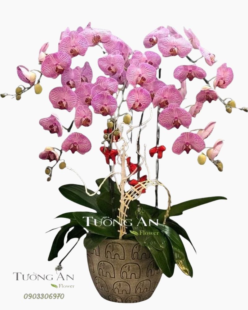  Chậu 5 Cành Lan Hồ Điệp Đẹp - S821 