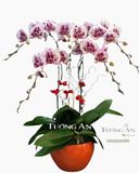  Chậu 5 Cành lan Hồ Điệp Đẹp - S906 