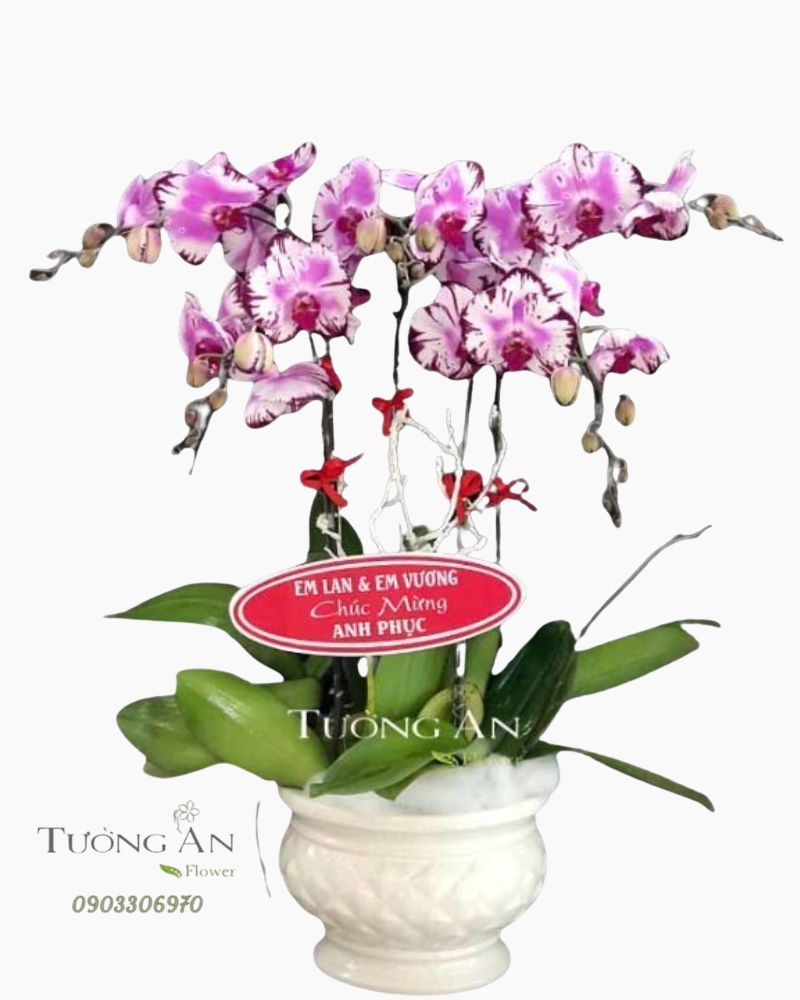  Chậu 5 Cành Lan Hồ Điệp Đột Biến - S813 