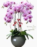  Chậu 5 Cành lan Hồ Điệp Hồng - S851 