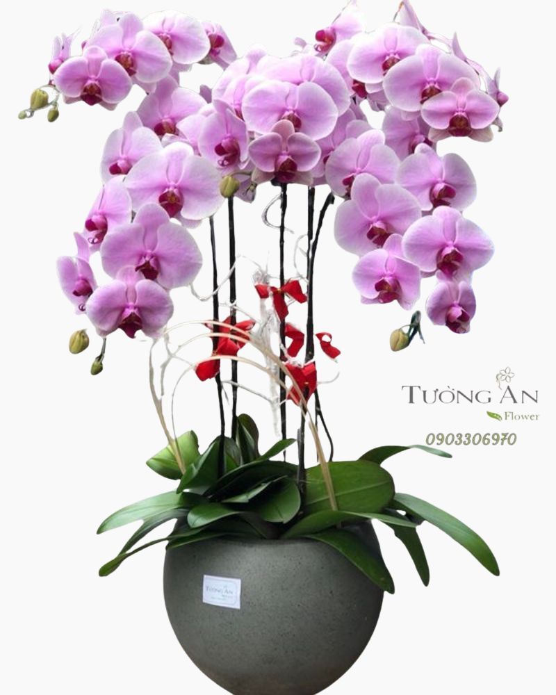  Chậu 5 Cành lan Hồ Điệp Hồng - S851 