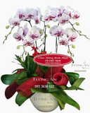  Chậu 5 Cành lan Hồ Điệp Hồng - S876 