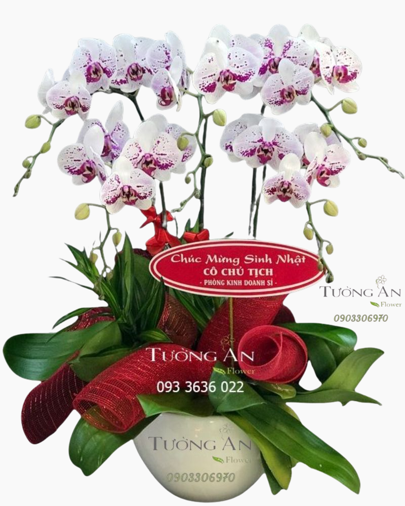  Chậu 5 Cành lan Hồ Điệp Hồng - S876 