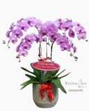  Chậu 5 Cành lan Hồ Điệp Hồng - S892 