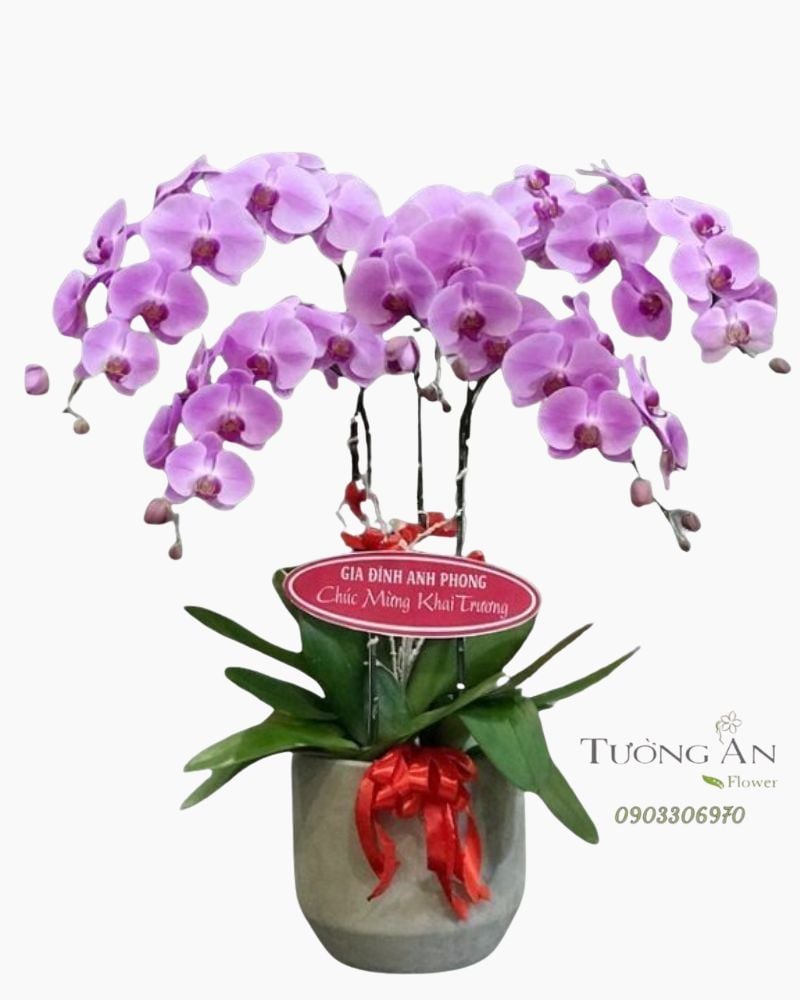  Chậu 5 Cành lan Hồ Điệp Hồng - S892 
