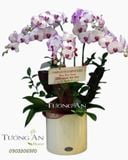  Chậu 5 Cành Lan Hồ Điệp Hồng - S901 