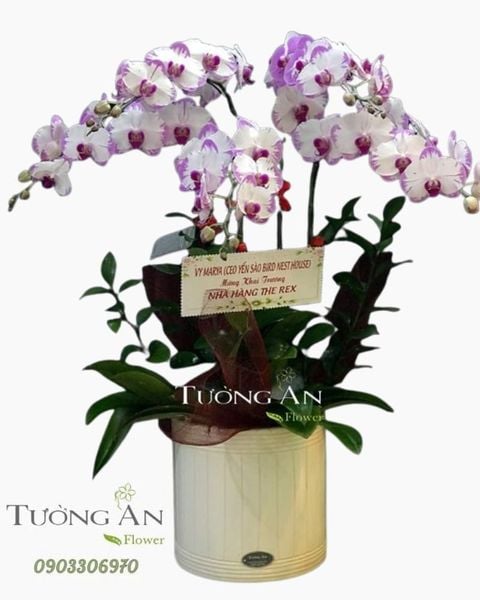 chau-5-canh-lan-ho-diep-hong-s901