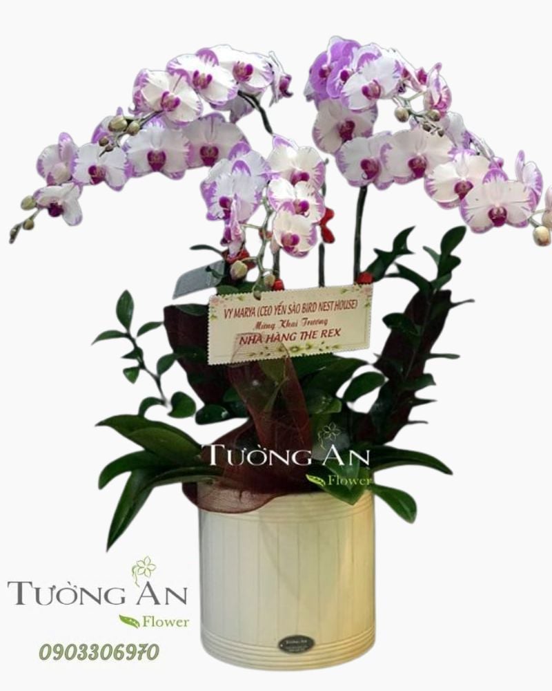  Chậu 5 Cành Lan Hồ Điệp Hồng - S901 