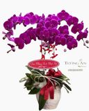  Chậu 5 Cành Lan Hồ Điệp Tím Đẹp - S826 