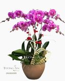  Chậu 5 Cành lan Hồ Điệp - S907 