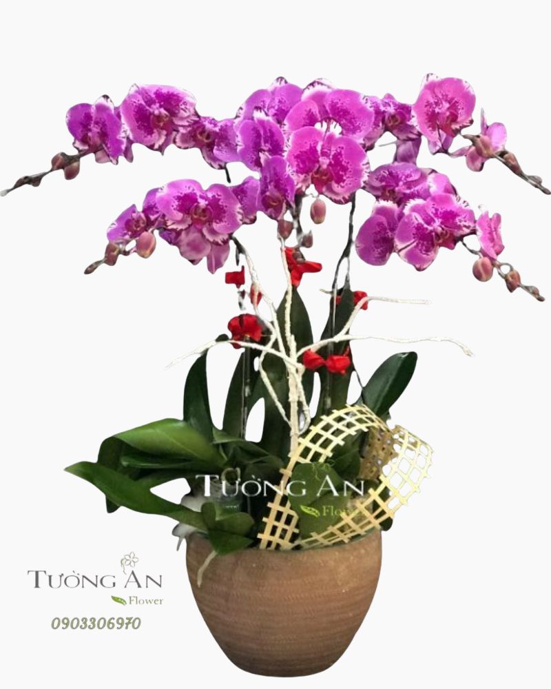  Chậu 5 Cành lan Hồ Điệp - S907 