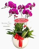  Chậu 5 Cành lan Hồ Điệp Tím - S873 