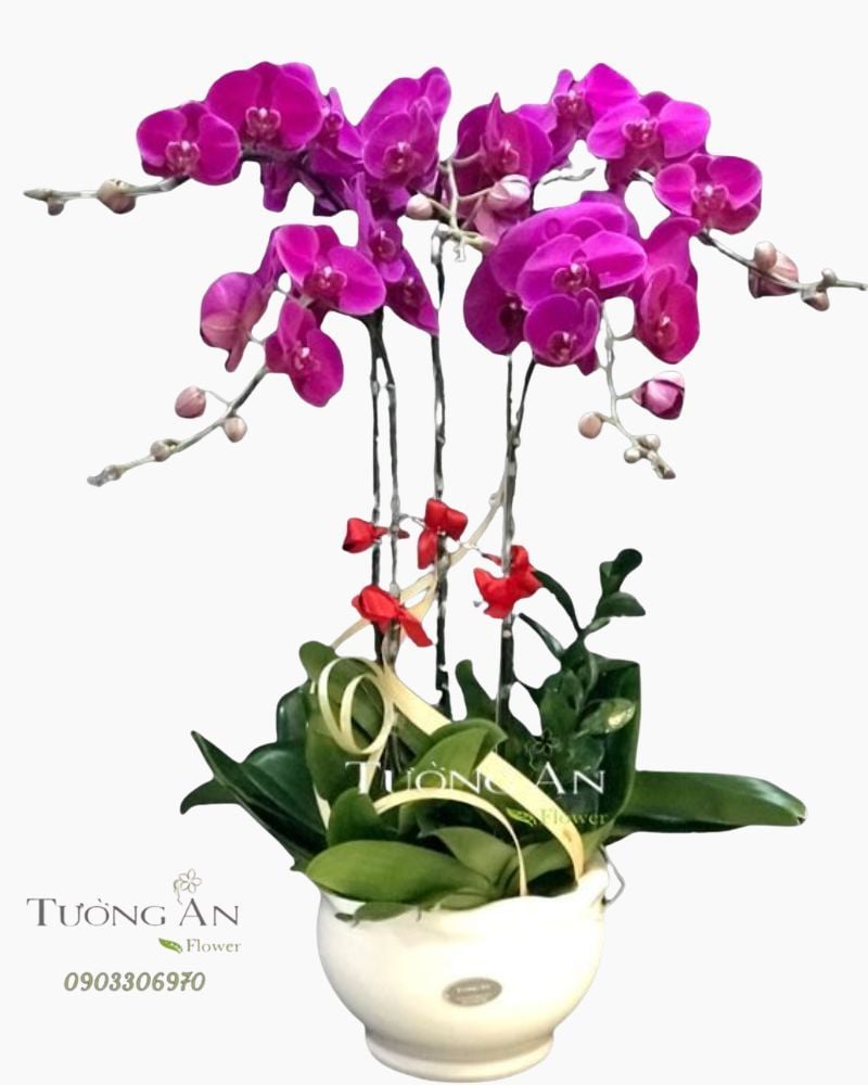  Chậu 5 Cành lan Hồ Điệp Tím - S919 