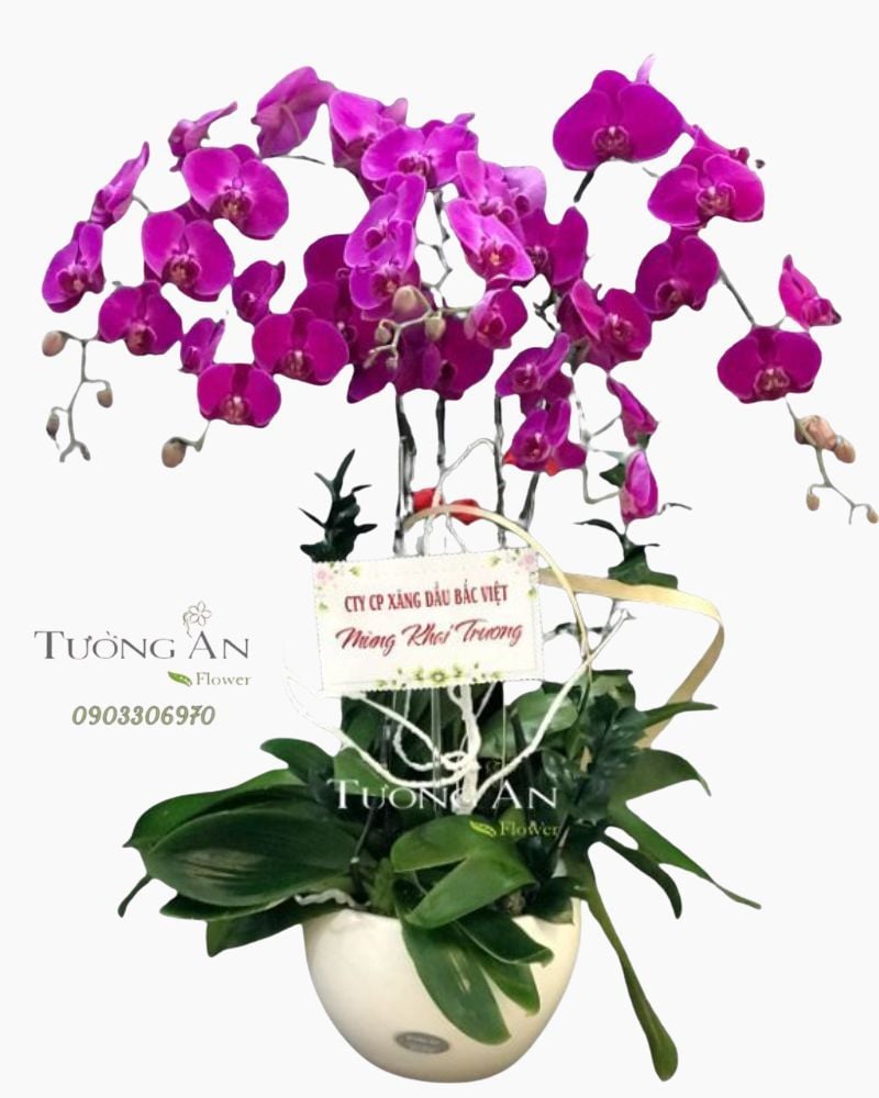  Chậu 5 Cành Lan Hồ Điệp Tím - S946 