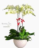  Chậu 5 Cành Lan Hồ Điệp Xanh Bơ - S891 