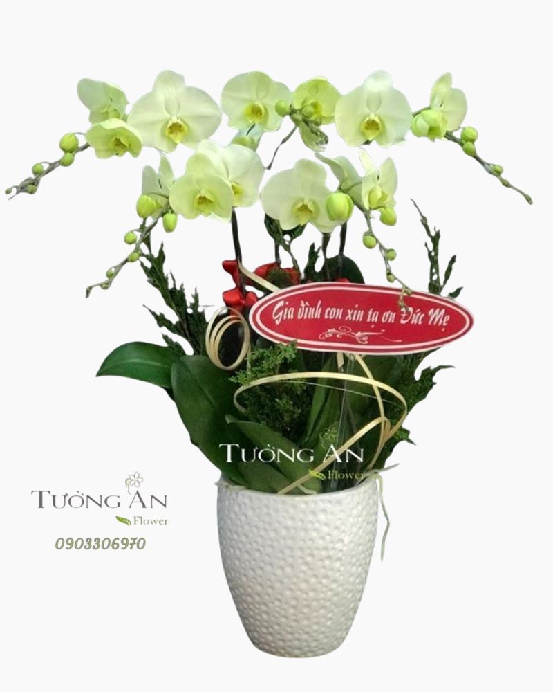  Chậu 5 Cành lan Hồ Điệp Xanh Bơ - S974 