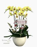  Chậu 5 Cành lan Hồ Điệp Xanh Bơ - S981 