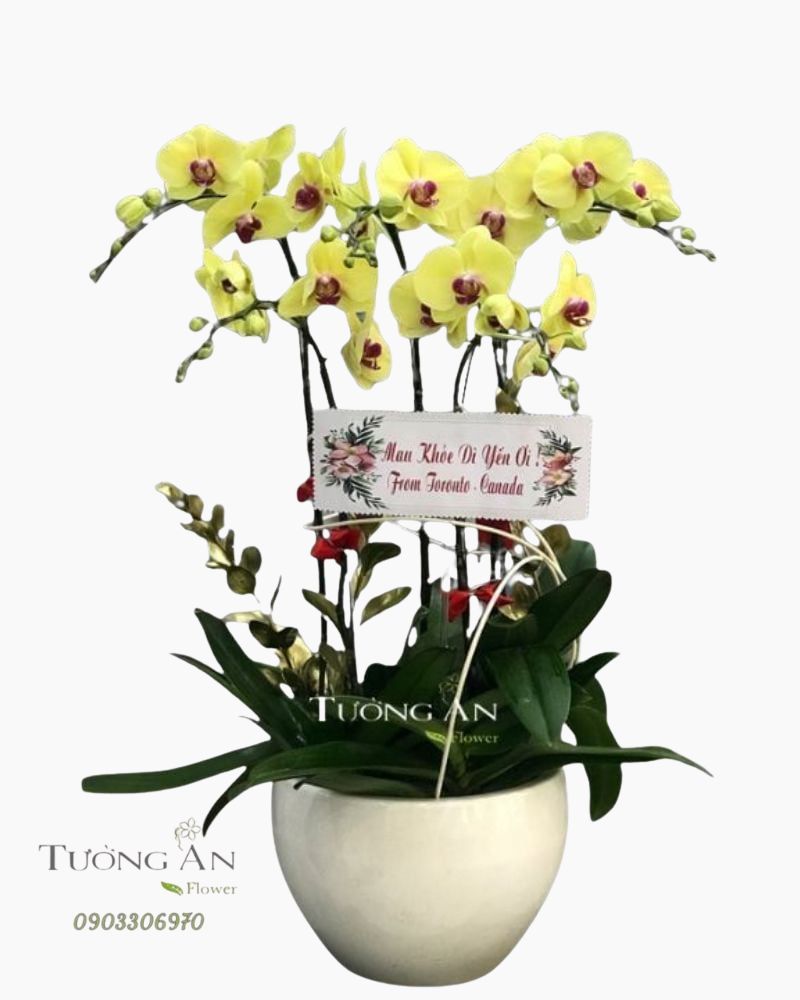  Chậu 5 Cành lan Hồ Điệp Xanh Bơ - S981 