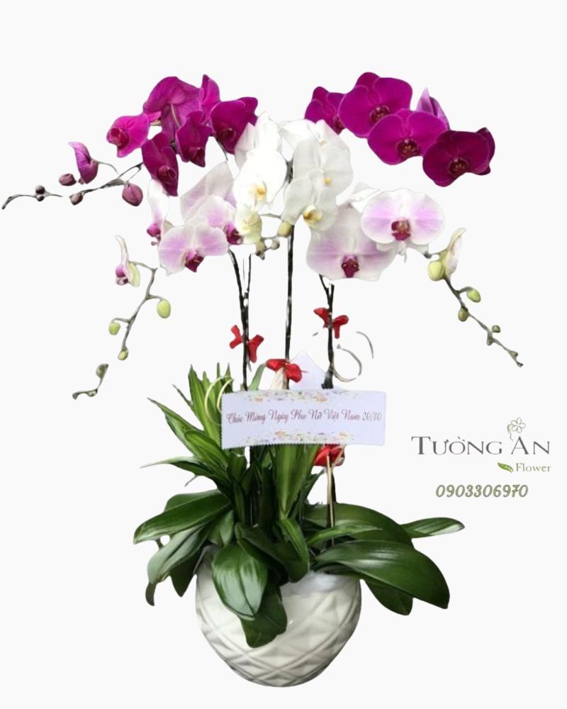 Chậu 5 Cành Lan Phối Màu - S913 