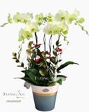  Chậu 5 Cành lan Xanh Bơ Đẹp - S920 