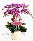  Chậu 6 Cành Lan Hồ Điệp Đột Biến - S811 