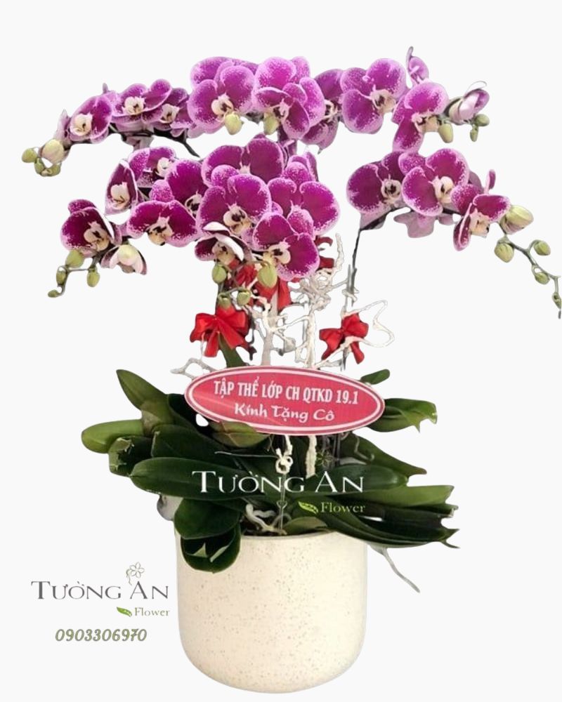  Chậu 6 Cành Lan Hồ Điệp Đột Biến - S811 