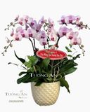  Chậu 6 Cành Lan Hồ Điệp - S908 