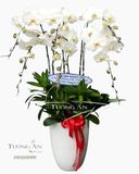  Chậu 6 Cành Lan Hồ Điệp Trắng - S896 