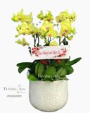 Chậu 6 Cành Lan Hồ Điệp Vàng - S975 