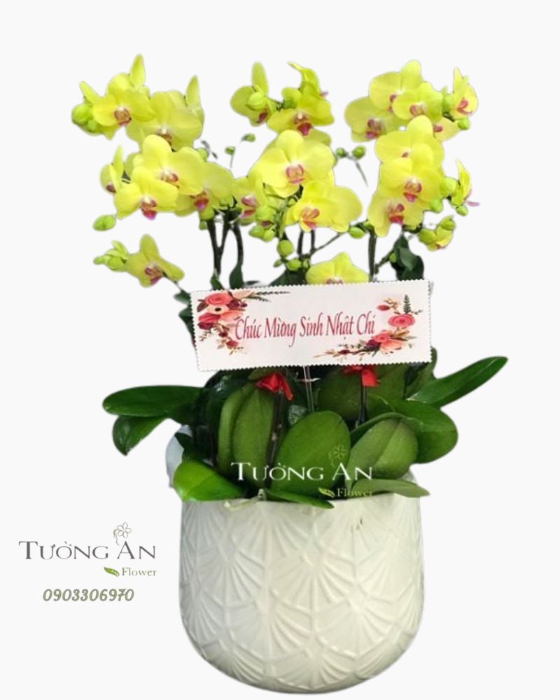  Chậu 6 Cành Lan Hồ Điệp Vàng - S975 