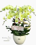  Chậu 6 Cành Lan Hồ Điệp Xanh Bơ - S980 