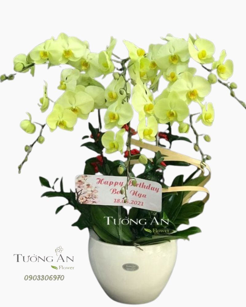 Chậu 6 Cành Lan Hồ Điệp Xanh Bơ - S980 