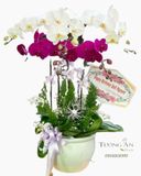  Chậu 6 Cành Lan Phối Màu - S914 